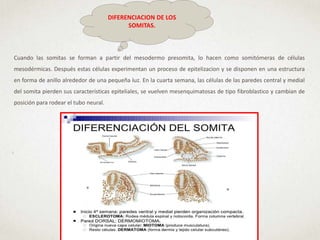 DIFERENCIACION DE LOS
SOMITAS.
Cuando las somitas se forman a partir del mesodermo presomita, lo hacen como somitómeras de células
mesodérmicas. Después estas células experimentan un proceso de epitelizacion y se disponen en una estructura
en forma de anillo alrededor de una pequeña luz. En la cuarta semana, las células de las paredes central y medial
del somita pierden sus características epiteliales, se vuelven mesenquimatosas de tipo fibroblastico y cambian de
posición para rodear el tubo neural.
 