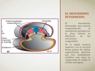 EL MESODERMO
INTERMEDIO.
El mesodermo
intermedio, que conecta
temporalmente el
mesodermo paraxial con
la placa lateral, se
diferencia en las
estructuras
urogenitales.
En la región torácica
superior y en la cervical
forma grupos de células
segmentarias, mientras
que mas caudalmente
establece una masa no
segmentada de tejido, el
cordón nefrogeno.
 