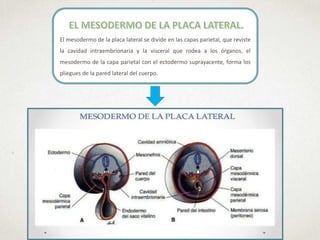 El mesodermo de la placa lateral se divide en las capas parietal, que reviste
la cavidad intraembrionaria y la visceral que rodea a los órganos, el
mesodermo de la capa parietal con el ectodermo suprayacente, forma los
pliegues de la pared lateral del cuerpo.
 