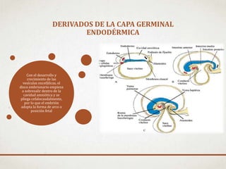 Con el desarrollo y
crecimiento de las
vesículas encefálicas, el
disco embrionario empieza
a sobresalir dentro de la
cavidad amniótica y se
pliega cefalocaudalmente,
por lo que el embrión
adopta la forma de arco o
posición fetal
DERIVADOS DE LA CAPA GERMINAL
ENDODÉRMICA
 