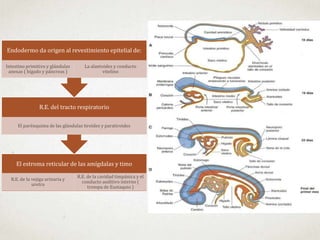 El estroma reticular de las amígdalas y timo
R.E. de la vejiga urinaria y
uretra
R.E. de la cavidad timpánica y el
conducto auditivo interno (
trompa de Eustaquio )
R.E. del tracto respiratorio
El parénquima de las glándulas tiroides y paratiroides
Endodermo da origen al revestimiento epitelial de:
Intestino primitivo y glándulas
anexas ( hígado y páncreas )
La alantoides y conducto
vitelino
 