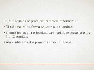 En esta semana se producen cambios importantes:
•El tubo neural se forma opuesto a los somitas.
•el embrión es una estructura casi recta que presenta entre
4 y 12 somitas.
•son visibles los dos primeros arcos faríngeos
 