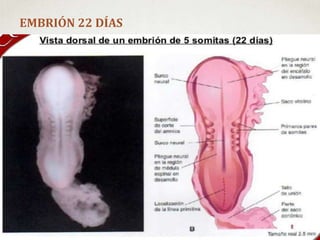 EMBRIÓN 22 DÍAS
 