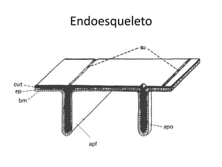 Endoesqueleto 
apf  