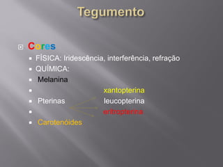 Cores 
FÍSICA: Iridescência, interferência, refração 
QUÍMICA: 
Melanina 
xantopterina 
Pterinasleucopterina 
eritropterina 
Carotenóides  