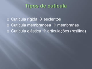 Cutícula rígida escleritos 
Cutícula membranosa membranas 
Cutícula elástica articulações (resilina)  
