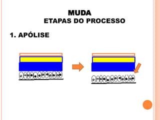 MUDA ETAPAS DO PROCESSO1. APÓLISE  