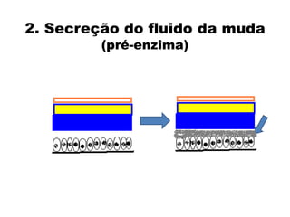 2. Secreção do fluido da muda(pré-enzima)  