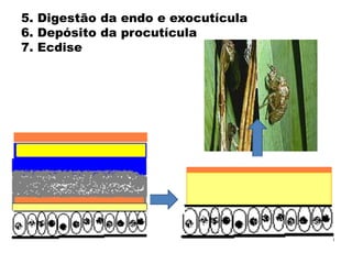 5. Digestão da endo e exocutícula6. Depósito da procutícula 7. Ecdise  