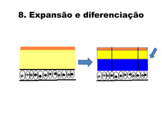 8. Expansão e diferenciação  