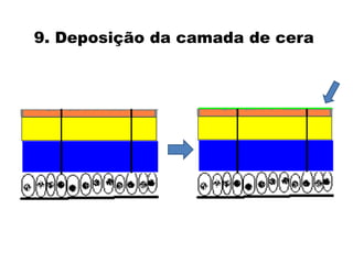 9. Deposição da camada de cera  