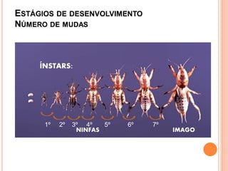 ESTÁGIOSDEDESENVOLVIMENTONÚMERODEMUDAS 
1º 2º 3º 4º 5º 6º 7º 
ÍNSTARS: 
NINFAS IMAGO 