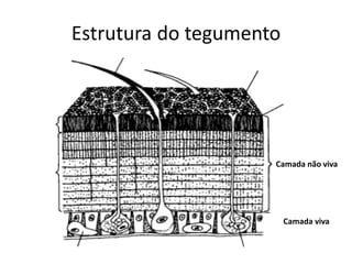 Estrutura do tegumento 
Camada não viva 
Camada viva  
