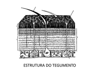 ESTRUTURA DO TEGUMENTO  