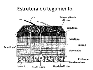 Estrutura do tegumento 
Epicutícula 
Exocutícula 
Cutícula 
Endocutícula 
Epiderme 
Membrana basal 
Procutícula 
oenócito 
Cel. tricógena 
seta 
Duto da glândula 
dérmica 
Glândula dérmica  