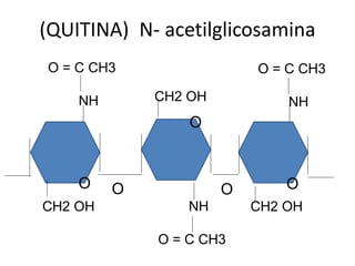 (QUITINA) N-acetilglicosamina 
O 
O 
O 
CH2 OH 
CH2 OH 
CH2 OH 
O = C CH3 
NH 
O = C CH3 
NH 
NH 
O = C CH3 
O 
O  