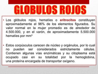 • Los glóbulos rojos, hematíes o eritrocitos constituyen
aproximadamente el 96% de los elementos figurados. Su
valor normal en la mujer promedio es de alrededor de
4.500.000, y en el varón, de aproximadamente 5.500.000
hematíes por mm³
• Estos corpúsculos carecen de núcleo y orgánulos, por lo cual
no pueden ser considerados estrictamente células.
Contienen algunas vías enzimáticas y su citoplasma está
ocupado casi en su totalidad por la hemoglobina,
una proteína encargada de transportar oxígeno.
 