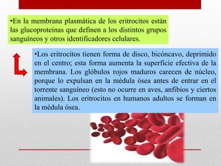•Los eritrocitos tienen forma de disco, bicóncavo, deprimido
en el centro; esta forma aumenta la superficie efectiva de la
membrana. Los glóbulos rojos maduros carecen de núcleo,
porque lo expulsan en la médula ósea antes de entrar en el
torrente sanguíneo (esto no ocurre en aves, anfibios y ciertos
animales). Los eritrocitos en humanos adultos se forman en
la médula ósea.
•En la membrana plasmática de los eritrocitos están
las glucoproteínas que definen a los distintos grupos
sanguíneos y otros identificadores celulares.
 