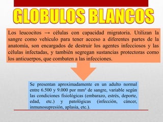 Se presentan aproximadamente en un adulto normal
entre 6.500 y 9.000 por mm³ de sangre, variable según
las condiciones fisiológicas (embarazo, estrés, deporte,
edad, etc.) y patológicas (infección, cáncer,
inmunosupresión, aplasia, etc.).
Los leucocitos → células con capacidad migratoria. Utilizan la
sangre como vehículo para tener acceso a diferentes partes de la
anatomía, son encargados de destruir los agentes infecciosos y las
células infectadas, y también segregan sustancias protectoras como
los anticuerpos, que combaten a las infecciones.
 