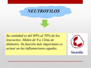 Su cantidad es del 60% al 70% de los
leucocitos. Miden de 9 a 12mu de
diámetro. Su función más importante es
actuar en las inflamaciones agudas.
NEUTROFILOS
 