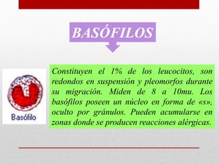 Constituyen el 1% de los leucocitos, son
redondos en suspensión y pleomorfos durante
su migración. Miden de 8 a 10mu. Los
basófilos poseen un núcleo en forma de «s»,
oculto por gránulos. Pueden acumularse en
zonas donde se producen reacciones alérgicas.
BASÓFILOS
 