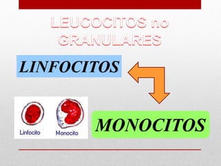LINFOCITOS
MONOCITOS
 