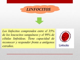 Los linfocitos comprenden entre el 35%
de los leucocitos sanguíneos y el 99% de
células linfoideas. Tiene capacidad de
reconocer y responder frente a antígenos
extraños.
LINFOCITOS
 