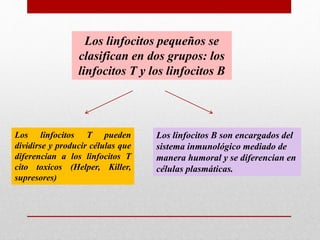 Los linfocitos pequeños se
clasifican en dos grupos: los
linfocitos T y los linfocitos B
Los linfocitos T pueden
dividirse y producir células que
diferencian a los linfocitos T
cito toxicos (Helper, Killer,
supresores)
Los linfocitos B son encargados del
sistema inmunológico mediado de
manera humoral y se diferencian en
células plasmáticas.
 