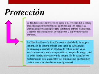 Protección
La 2da función es la función contra pérdida de la propia
sangre. En la sangre existen una serie de substancias
químicas que cuando se produce la rotura de un vaso
vuelven en esa zona la sangre sólida, coagula la sangre. Así
se evita la pérdida excesiva de sangre. En la coagulación
participan no solo elementos del plasma sino que también
participan elementos formes (o figurados).
La 1ra función es la protección frente a infecciones. En la sangre
existen anticuerpos (sustancias químicas que son capaces de
unirse a una substancia patógena substancia extraña o antígeno),
y además existen fagocitos que engloban y digieren partículas
extrañas.
 