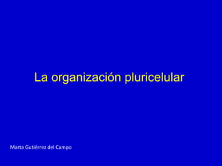 La organización pluricelular
Marta Gutiérrez del Campo
 