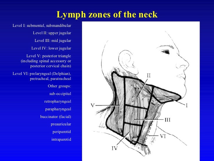 A. Tfayli - Head and neck - Guidelines and clinical case presentation…