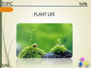 TOPIC
PLANT LIFE
 