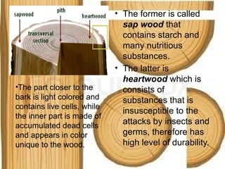 • The former is called
sap wood that
contains starch and
many nutritious
substances.
• The latter is
heartwood which is
consists of
substances that is
insusceptible to the
attacks by insects and
germs, therefore has
high level of durability.
•The part closer to the
bark is light colored and
contains live cells, while
the inner part is made of
accumulated dead cells
and appears in color
unique to the wood.
 