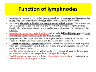 Function of lymphnodes
• Lymph nodes appear to be oval or bean-shaped and are surrounded by connective
tissue. This thick tissue forms the capsule or outer covering of the node.
• Internally, the node is divided into compartments called nodules. The nodules are
where B-cell and T-cell lymphocytes are stored. Other infection-fighting white
blood cells called macrophages are stored in a central area of the node called the
medulla.
• Lymph nodes serve two major functions in the body. 1-They filter lymph and assist
the immune system in building an immune response.
• Lymph nodes filter lymph of harmful pathogens such as bacteria and viruses. The
nodes also filter out cellular waste, dead cells, and cancerous cells.
• 2- Lymph nodes house lymphocytes which are immune system cells that originate
from bone marrow stem cells. B-cells and T-cells are lymphocytes found in lymph
nodes and lymph tissues.
• B-cell lymphocytes become activated due to the presence of a particular antigen,
& create antibodies that are specific to that specific antigen.
• T-cell lymphocytes are responsible for cell-mediated immunity and participate in
the destruction of pathogens as well.
 