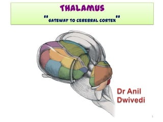 Thalamus
“Gateway to cerebral cortex”




                               1
 