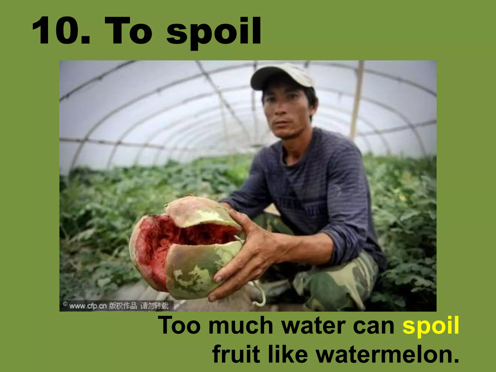 10. To spoil
Too much water can spoil
fruit like watermelon.