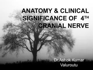 ANATOMY & CLINICAL 
SIGNIFICANCE OF 4TH 
CRANIAL NERVE 
Dr.Ashok Kumar 
Valuroutu 
 