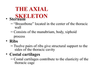 4 Axial Skeleton different bones & location | PPTX