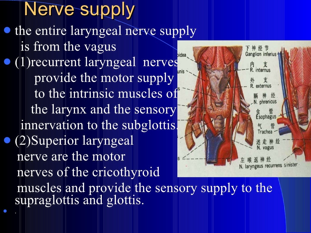 4 the larynx(anatomy)