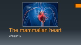 The mammalian heart
Chapter 1B
 