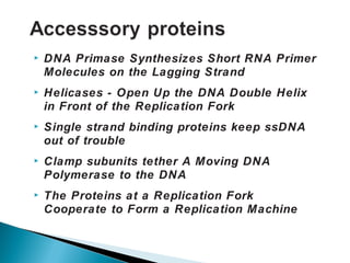  DNA Primase Synthesizes Short RNA Primer
Molecules on the Lagging Strand
 Helicases - Open Up the DNA Double Helix
in Front of the Replication Fork
 Single strand binding proteins keep ssDNA
out of trouble
 Clamp subunits tether A Moving DNA
Polymerase to the DNA
 The Proteins at a Replication Fork
Cooperate to Form a Replication Machine
 