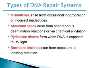  Mismatches arise from occasional incorporation
of incorrect nucleotides
 Abnormal bases arise from spontaneous
deamination reactions or via chemical alkylation
 Pyrimidine dimers form when DNA is exposed
to UV light
 Backbone lesions occur from exposure to
ionizing radiation
 