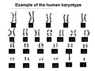 Example of the human karyotypeExample of the human karyotype
11 22 33 44 55
66 77 88 99 1010 1111 1212
1313 1414 1515 1616 1717 1818
1919 2020 2121 2222 XX YY
 