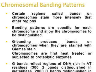 • Certain regions called bands on
chromosomes stain more intensely that
other regions
• Banding patterns are specific for each
chromosome and allow the chromosomes to
be distinguished
• G-banding produces bands on
chromosomes when they are stained with
Giemsa stain
Chromosomes are first heat treated or
subjected to proteolytic enzymes
• G bands reflect regions of DNA rich in AT
residues (300 G bands distinguished in
 