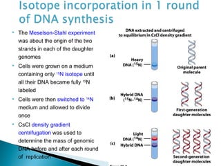  The Meselson-Stahl experiment
was about the origin of the two
strands in each of the daughter
genomes
 Cells were grown on a medium
containing only 15
N isotope until
all their DNA became fully 15
N
labeled
 Cells were then switched to 14
N
medium and allowed to divide
once
 CsCl density gradient
centrifugation was used to
determine the mass of genomic
DNA before and after each round
of replication
 