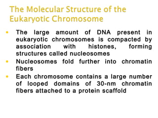 • The large amount of DNA present in
eukaryotic chromosomes is compacted by
association with histones, forming
structures called nucleosomes
• Nucleosomes fold further into chromatin
fibers
• Each chromosome contains a large number
of looped domains of 30-nm chromatin
fibers attached to a protein scaffold
 