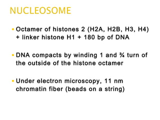 • Octamer of histones 2 (H2A, H2B, H3, H4)
+ linker histone H1 + 180 bp of DNA
• DNA compacts by winding 1 and ¾ turn of
the outside of the histone octamer
• Under electron microscopy, 11 nm
chromatin fiber (beads on a string)
 