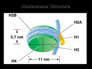 Nucleosome StructureNucleosome Structure
 