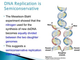  The Meselson-Stahl
experiment showed that the
nitrogen used for the
synthesis of new dsDNA
becomes equally divided
between the two daughter
genomes
 This suggests a
semiconservative replication
mechanism
 