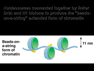 Nucleosomes connected together by linkerNucleosomes connected together by linker
DNA and H1 histone to produce the “beads-DNA and H1 histone to produce the “beads-
on-a-string” extended form of chromatinon-a-string” extended form of chromatin
 